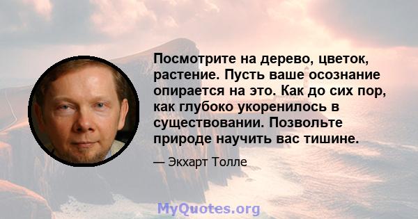 Посмотрите на дерево, цветок, растение. Пусть ваше осознание опирается на это. Как до сих пор, как глубоко укоренилось в существовании. Позвольте природе научить вас тишине.