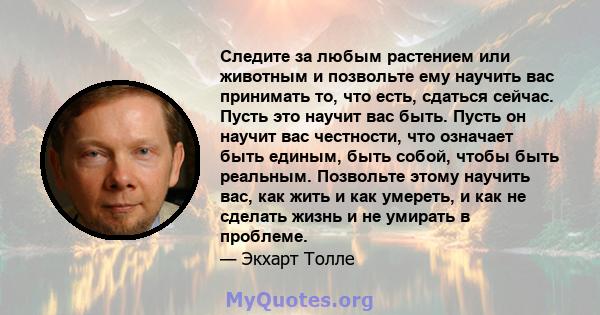 Следите за любым растением или животным и позвольте ему научить вас принимать то, что есть, сдаться сейчас. Пусть это научит вас быть. Пусть он научит вас честности, что означает быть единым, быть собой, чтобы быть