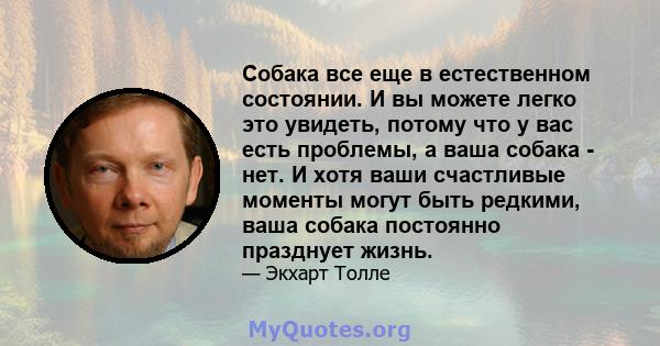 Собака все еще в естественном состоянии. И вы можете легко это увидеть, потому что у вас есть проблемы, а ваша собака - нет. И хотя ваши счастливые моменты могут быть редкими, ваша собака постоянно празднует жизнь.