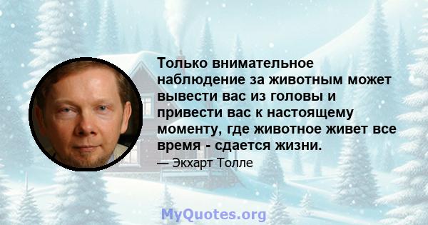 Только внимательное наблюдение за животным может вывести вас из головы и привести вас к настоящему моменту, где животное живет все время - сдается жизни.