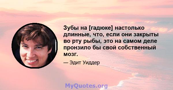 Зубы на [гадюке] настолько длинные, что, если они закрыты во рту рыбы, это на самом деле пронзило бы свой собственный мозг.