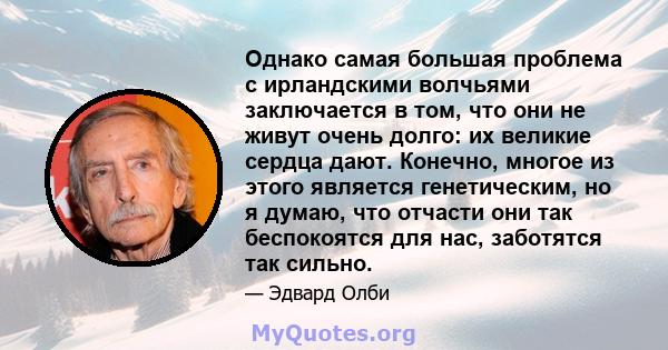 Однако самая большая проблема с ирландскими волчьями заключается в том, что они не живут очень долго: их великие сердца дают. Конечно, многое из этого является генетическим, но я думаю, что отчасти они так беспокоятся