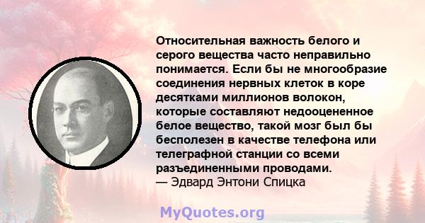 Относительная важность белого и серого вещества часто неправильно понимается. Если бы не многообразие соединения нервных клеток в коре десятками миллионов волокон, которые составляют недооцененное белое вещество, такой