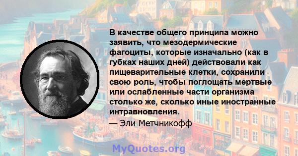 В качестве общего принципа можно заявить, что мезодермические фагоциты, которые изначально (как в губках наших дней) действовали как пищеварительные клетки, сохранили свою роль, чтобы поглощать мертвые или ослабленные