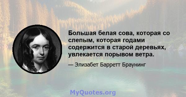 Большая белая сова, которая со слепым, которая годами содержится в старой деревьях, увлекается порывом ветра.