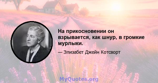 На прикосновении он взрывается, как шнур, в громкие мурлыки.