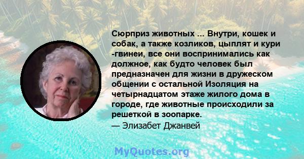 Сюрприз животных ... Внутри, кошек и собак, а также козликов, цыплят и кури -гвинеи, все они воспринимались как должное, как будто человек был предназначен для жизни в дружеском общении с остальной Изоляция на