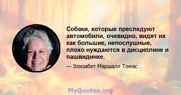 Собаки, которые преследуют автомобили, очевидно, видят их как большие, непослушные, плохо нуждаются в дисциплине и пашвидинке.