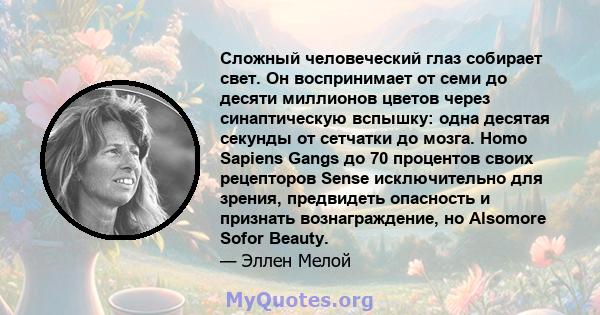 Сложный человеческий глаз собирает свет. Он воспринимает от семи до десяти миллионов цветов через синаптическую вспышку: одна десятая секунды от сетчатки до мозга. Homo Sapiens Gangs до 70 процентов своих рецепторов