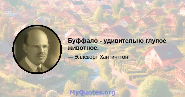 Буффало - удивительно глупое животное.