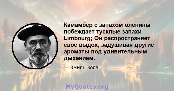 Камамбер с запахом оленины побеждает тусклые запахи Limbourg; Он распространяет свое выдох, задушивая другие ароматы под удивительным дыханием.