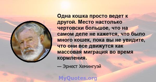 Одна кошка просто ведет к другой. Место настолько чертовски большое, что на самом деле не кажется, что было много кошек, пока вы не увидите, что они все движутся как массовая миграция во время кормления.