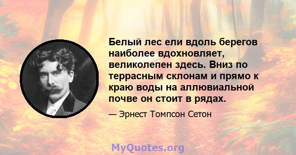 Белый лес ели вдоль берегов наиболее вдохновляет, великолепен здесь. Вниз по террасным склонам и прямо к краю воды на аллювиальной почве он стоит в рядах.