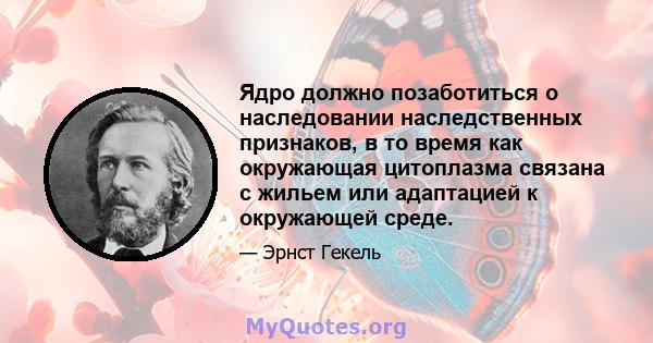 Ядро должно позаботиться о наследовании наследственных признаков, в то время как окружающая цитоплазма связана с жильем или адаптацией к окружающей среде.