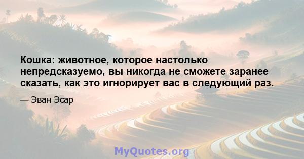 Кошка: животное, которое настолько непредсказуемо, вы никогда не сможете заранее сказать, как это игнорирует вас в следующий раз.