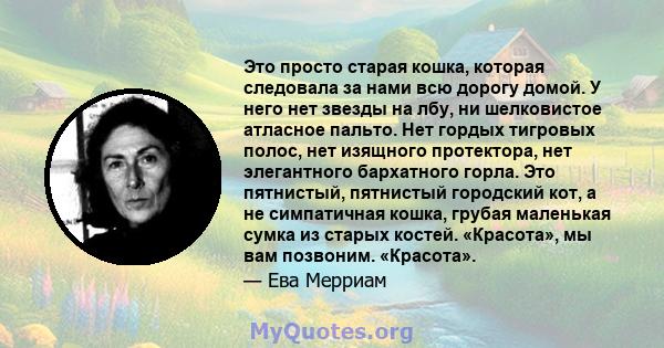 Это просто старая кошка, которая следовала за нами всю дорогу домой. У него нет звезды на лбу, ни шелковистое атласное пальто. Нет гордых тигровых полос, нет изящного протектора, нет элегантного бархатного горла. Это