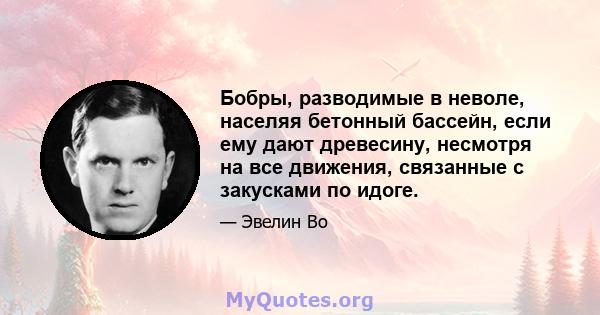 Бобры, разводимые в неволе, населяя бетонный бассейн, если ему дают древесину, несмотря на все движения, связанные с закусками по идоге.