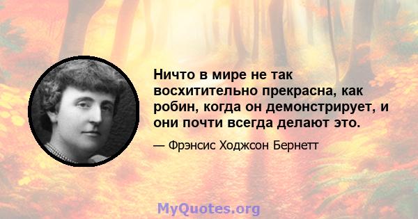 Ничто в мире не так восхитительно прекрасна, как робин, когда он демонстрирует, и они почти всегда делают это.