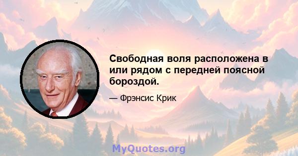 Свободная воля расположена в или рядом с передней поясной бороздой.