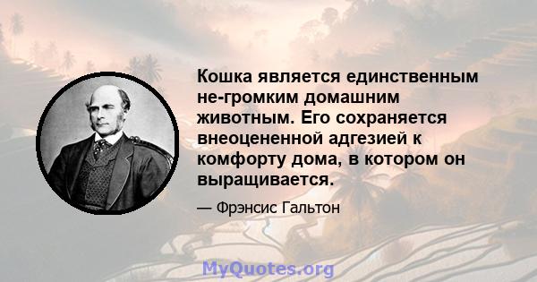 Кошка является единственным не-громким домашним животным. Его сохраняется внеоцененной адгезией к комфорту дома, в котором он выращивается.