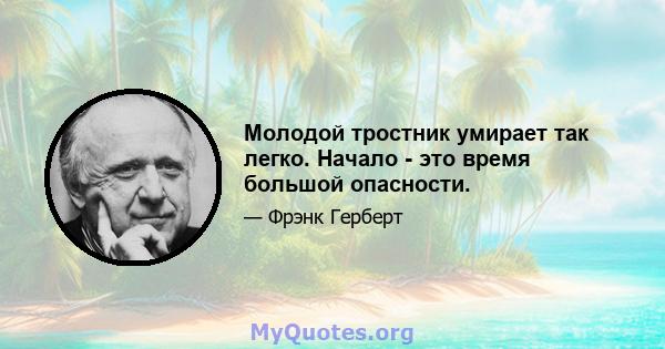 Молодой тростник умирает так легко. Начало - это время большой опасности.