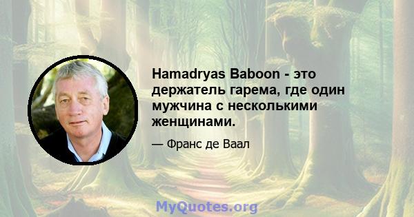 Hamadryas Baboon - это держатель гарема, где один мужчина с несколькими женщинами.