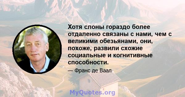 Хотя слоны гораздо более отдаленно связаны с нами, чем с великими обезьянами, они, похоже, развили схожие социальные и когнитивные способности.