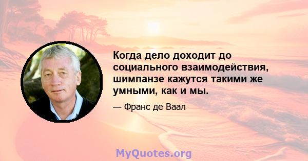 Когда дело доходит до социального взаимодействия, шимпанзе кажутся такими же умными, как и мы.