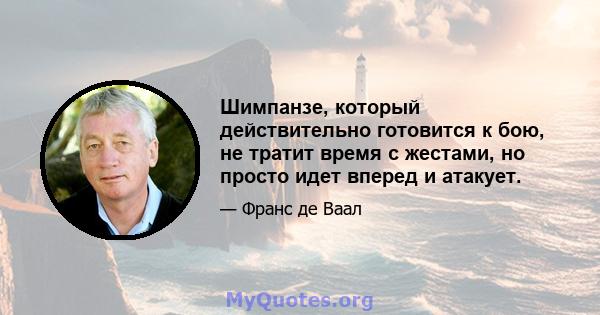 Шимпанзе, который действительно готовится к бою, не тратит время с жестами, но просто идет вперед и атакует.