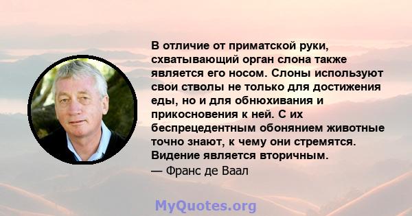 В отличие от приматской руки, схватывающий орган слона также является его носом. Слоны используют свои стволы не только для достижения еды, но и для обнюхивания и прикосновения к ней. С их беспрецедентным обонянием