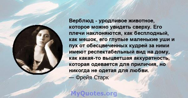 Верблюд - уродливое животное, которое можно увидеть сверху. Его плечи наклоняются, как бесплодный, как мешок, его глупые маленькие уши и пух от обесцвеченных кудрей за ними имеют респектабельный вид на дому, как