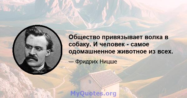 Общество привязывает волка в собаку. И человек - самое одомашненное животное из всех.