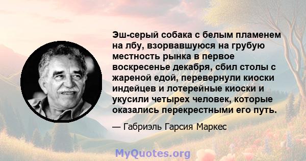 Эш-серый собака с белым пламенем на лбу, взорвавшуюся на грубую местность рынка в первое воскресенье декабря, сбил столы с жареной едой, перевернули киоски индейцев и лотерейные киоски и укусили четырех человек, которые 