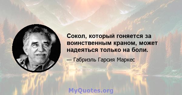 Сокол, который гоняется за воинственным краном, может надеяться только на боли.