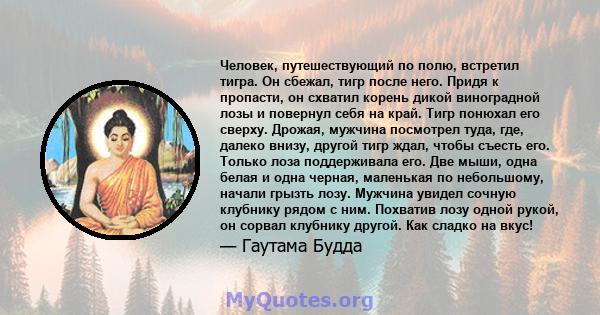 Человек, путешествующий по полю, встретил тигра. Он сбежал, тигр после него. Придя к пропасти, он схватил корень дикой виноградной лозы и повернул себя на край. Тигр понюхал его сверху. Дрожая, мужчина посмотрел туда,