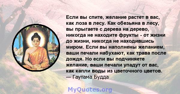 Если вы спите, желание растет в вас, как лоза в лесу. Как обезьяна в лесу, вы прыгаете с дерева на дерево, никогда не находите фрукты - от жизни до жизни, никогда не находившись миром. Если вы наполнены желанием, ваши