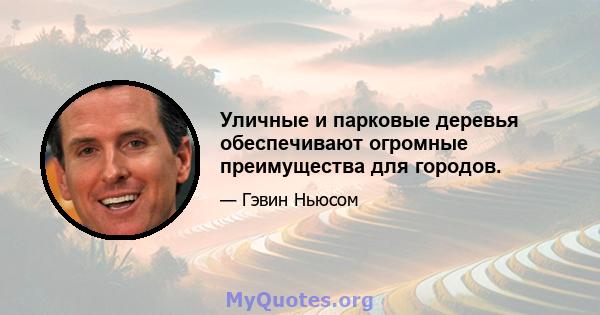 Уличные и парковые деревья обеспечивают огромные преимущества для городов.