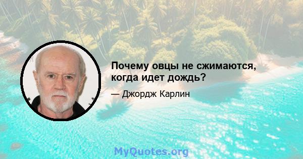 Почему овцы не сжимаются, когда идет дождь?