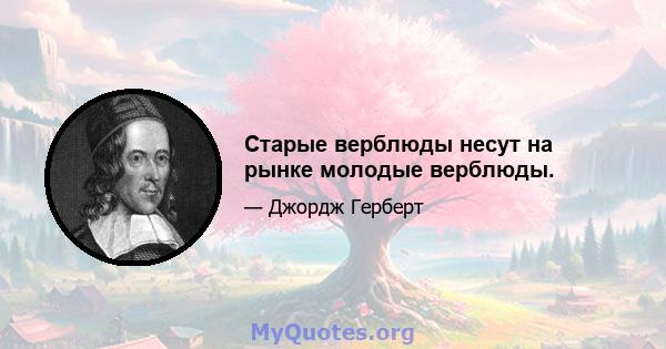 Старые верблюды несут на рынке молодые верблюды.