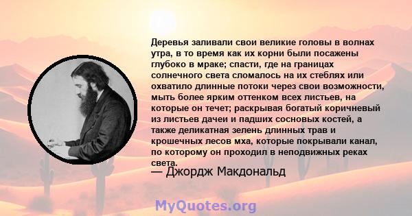 Деревья заливали свои великие головы в волнах утра, в то время как их корни были посажены глубоко в мраке; спасти, где на границах солнечного света сломалось на их стеблях или охватило длинные потоки через свои