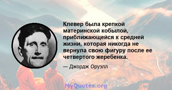 Клевер была крепкой материнской кобылой, приближающейся к средней жизни, которая никогда не вернула свою фигуру после ее четвертого жеребенка.