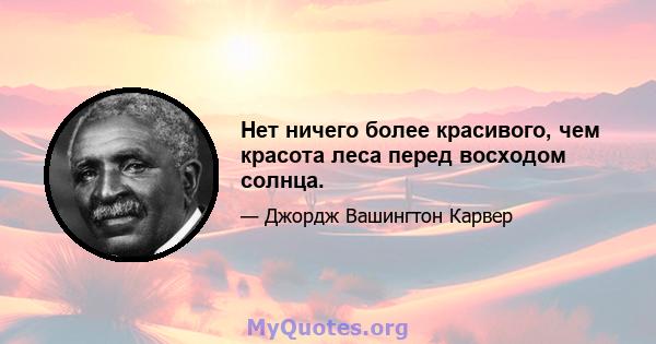 Нет ничего более красивого, чем красота леса перед восходом солнца.