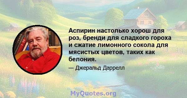 Аспирин настолько хорош для роз, бренди для сладкого гороха и сжатие лимонного сокола для мясистых цветов, таких как белония.