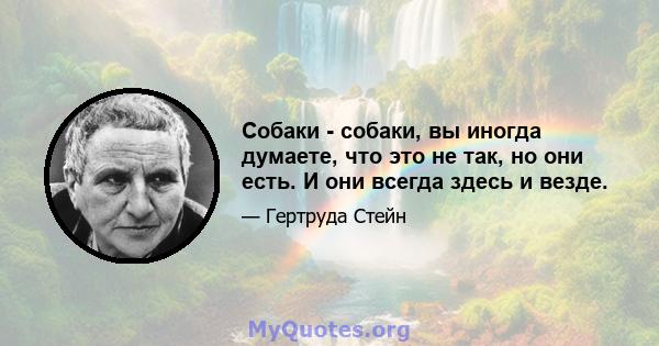 Собаки - собаки, вы иногда думаете, что это не так, но они есть. И они всегда здесь и везде.