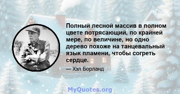 Полный лесной массив в полном цвете потрясающий, по крайней мере, по величине, но одно дерево похоже на танцевальный язык пламени, чтобы согреть сердце.