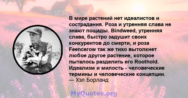 В мире растений нет идеалистов и сострадания. Роза и утренняя слава не знают пощады. Bindweed, утренняя слава, быстро задушит своих конкурентов до смерти, и роза Feencerow так же тихо вытолкнет любое другое растение,