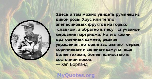 Здесь и там можно увидеть румянец из дикой розы Хоус или тепло апельсиновых фруктов на горько -сладком, а обратно в лесу - случайное мерцание партриджи. Но это камни драгоценных камней, редкие украшения, которые