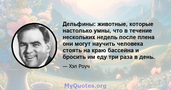 Дельфины: животные, которые настолько умны, что в течение нескольких недель после плена они могут научить человека стоять на краю бассейна и бросить им еду три раза в день.