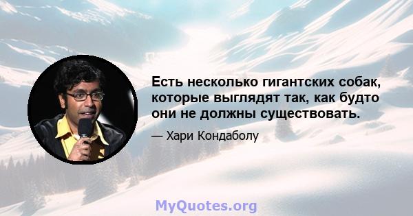 Есть несколько гигантских собак, которые выглядят так, как будто они не должны существовать.