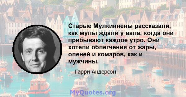 Старые Мулкиннены рассказали, как мулы ждали у вала, когда они прибывают каждое утро. Они хотели облегчения от жары, оленей и комаров, как и мужчины.